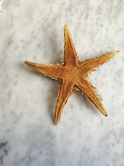 Astropecten aranciacus