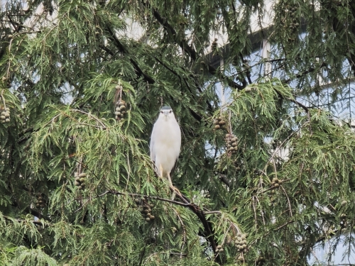 Black-crowned Night Heron