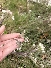 Antennaria