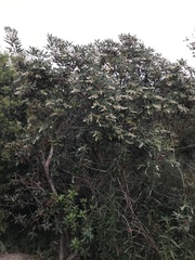 Comarostaphylis diversifolia diversifolia