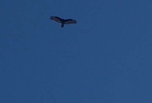 Turkey Vulture