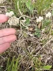 Antennaria