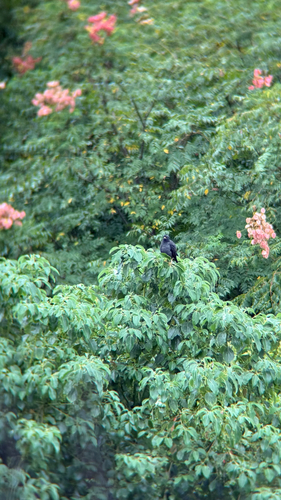 Crested Myna