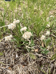 Antennaria