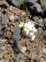 Arabidopsis arenosa