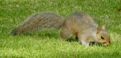 Sciurus carolinensis