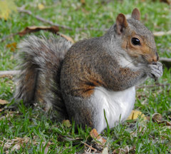Sciurus carolinensis