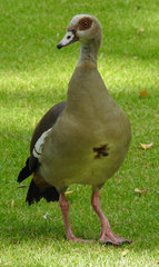 Alopochen aegyptiaca