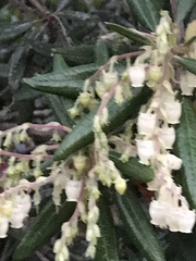 Comarostaphylis diversifolia diversifolia