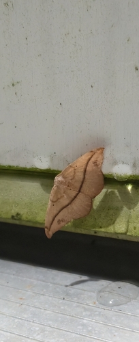Juniper Geometer Moth