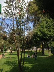 Erythrina rubrinervia