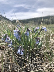 Mertensia oblongifolia