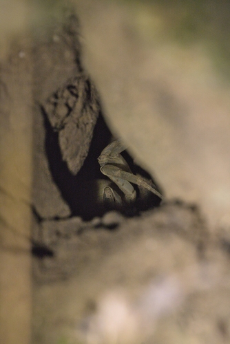 Geograpsus crinipes observed 2026-10-03