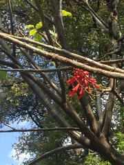 Erythrina rubrinervia