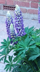 Lupinus × regalis