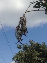 Erythrina rubrinervia