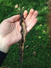 Erythrina rubrinervia