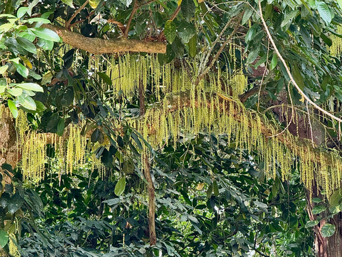 Baccaurea observed 2026-10-04