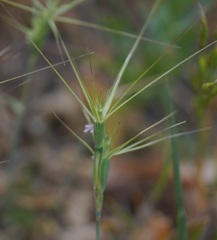 Aegilops biuncialis