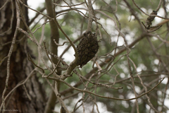 Arceuthobium campylopodum