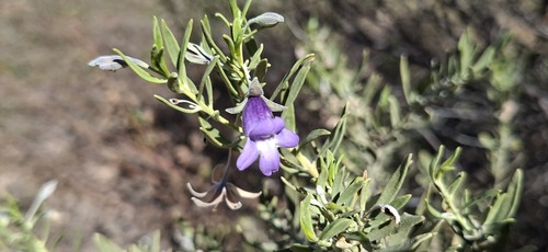 Eremophila bowmanii, 2026-09-03