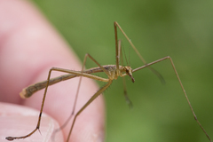 Apterobittacus apterus