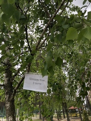 Betula pendula