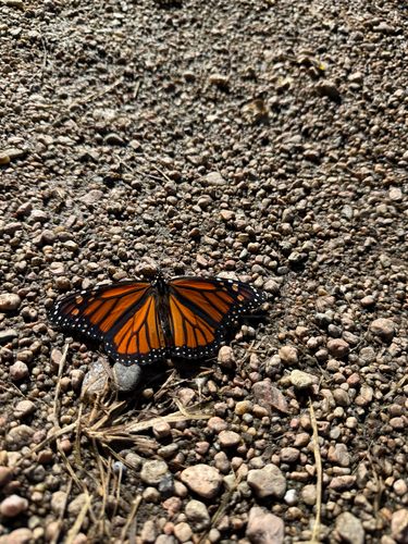 Monarch
