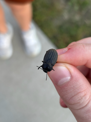 Three-ribbed Darkling Beetle