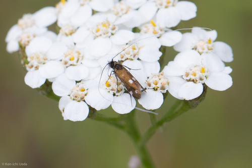 Adela flammeusella photo 4
