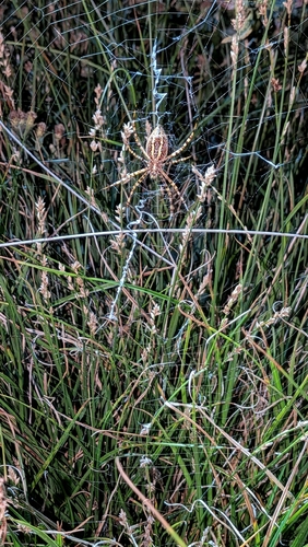 Banded Garden Spider