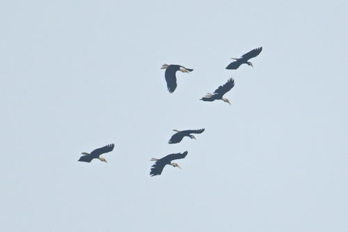 Rhyticeros undulatus observed 2026-10-04