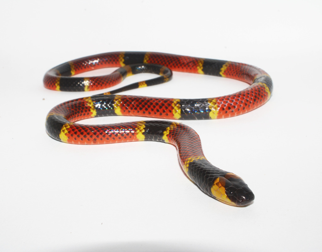 Micrurus apiatus