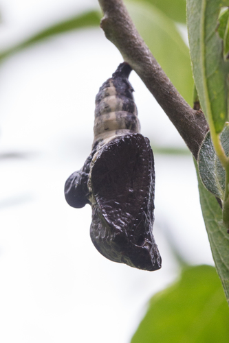 Lorquin's Admiral photo 3