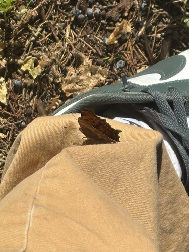 Eastern Comma
