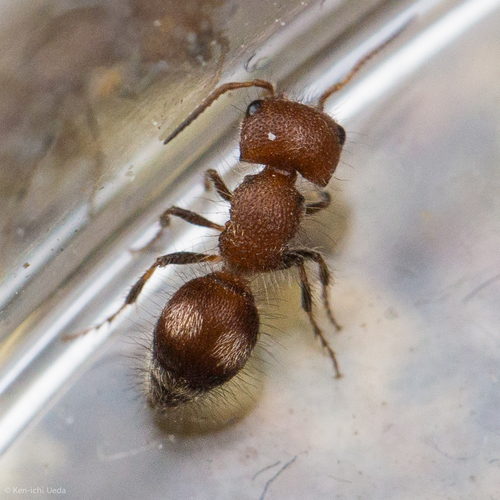 Pseudomethoca athamas