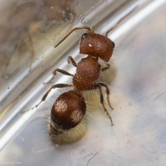 Pseudomethoca athamas