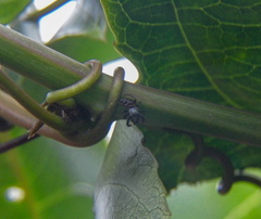 Naubolus
