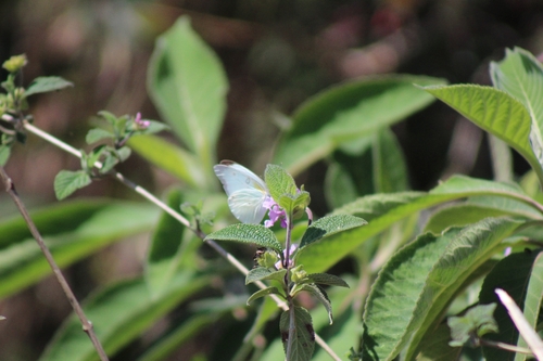 Florida White