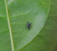Naubolus