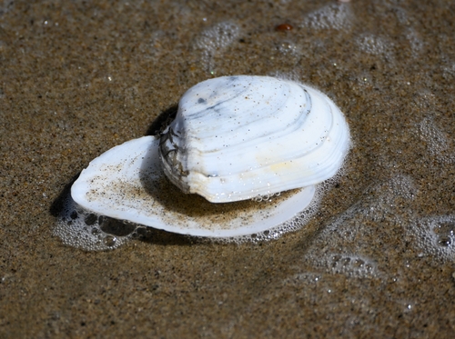 Rexithaerus secta, 2026-10-01