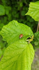 Harmonia axyridis