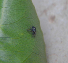 Naubolus