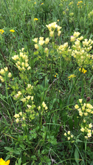 Biscutella laevigata