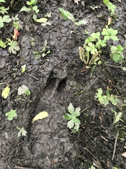 Odocoileus virginianus