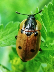 Dendroxena quadrimaculata