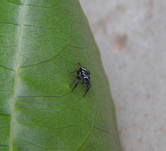 Naubolus