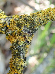 Xanthoriicola physciae