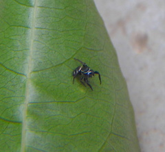 Naubolus