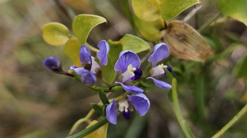 Comesperma volubile (Comesperma volubile)